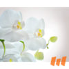 Orchideen Blumen Weiß